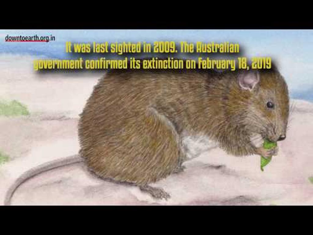 This Is the First Animal That Has Become Extinct Because of Climate Change