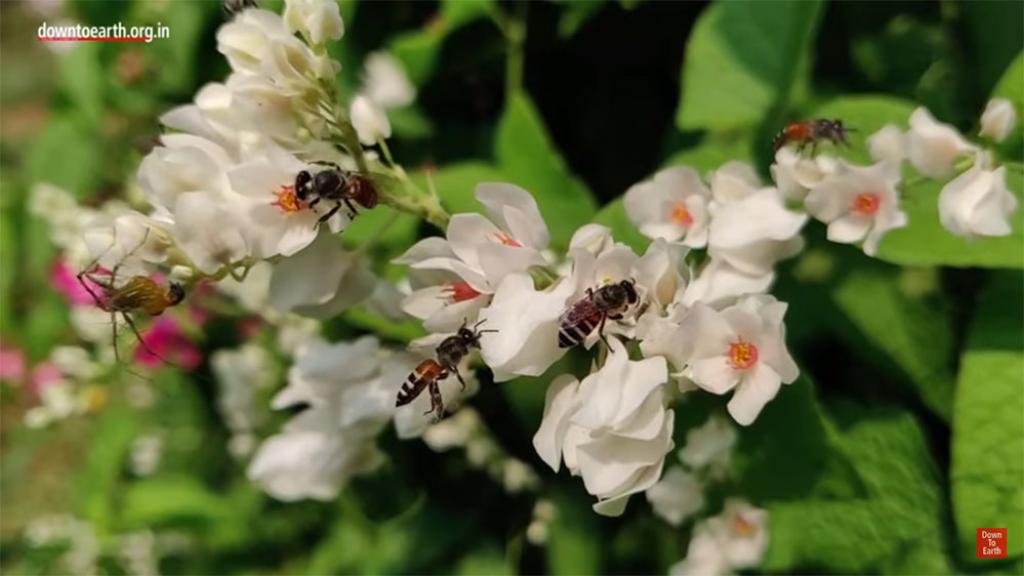 What Did the CSE Study on Honey Adulteration Reveal? Complete Analysis on How the Tests Were Done.