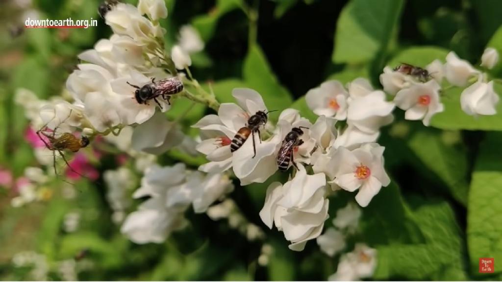 Indian Honeybees are Disappearing from Himachal | Why Are They Important to the Himalayan Ecology?