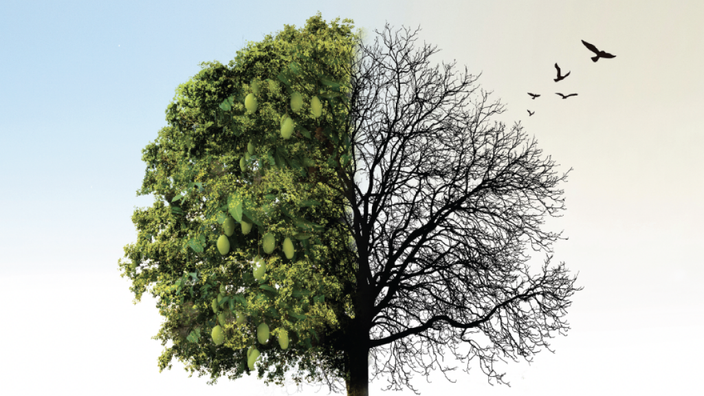 Book Review: The Mission and the Mangoes