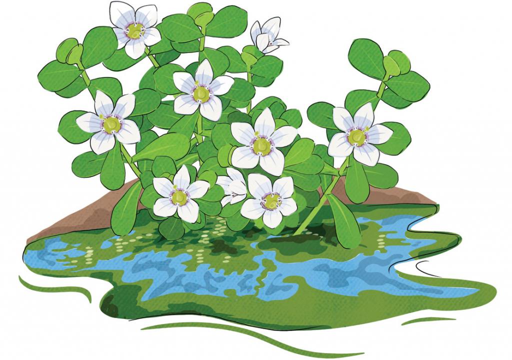 Illustration: Yogendra Anand / CSE