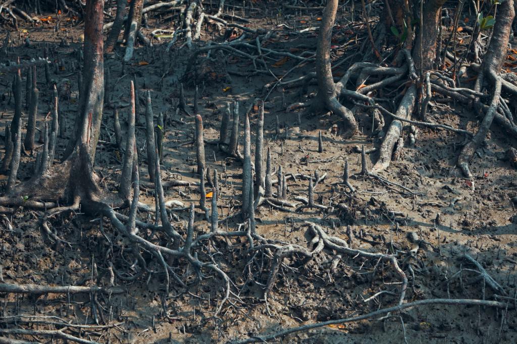 Mangroves in the Sundarbans Biosphere Reserve use special upward-growing aerial roots to breathe and thrive in the region’s salty, waterlogged environment