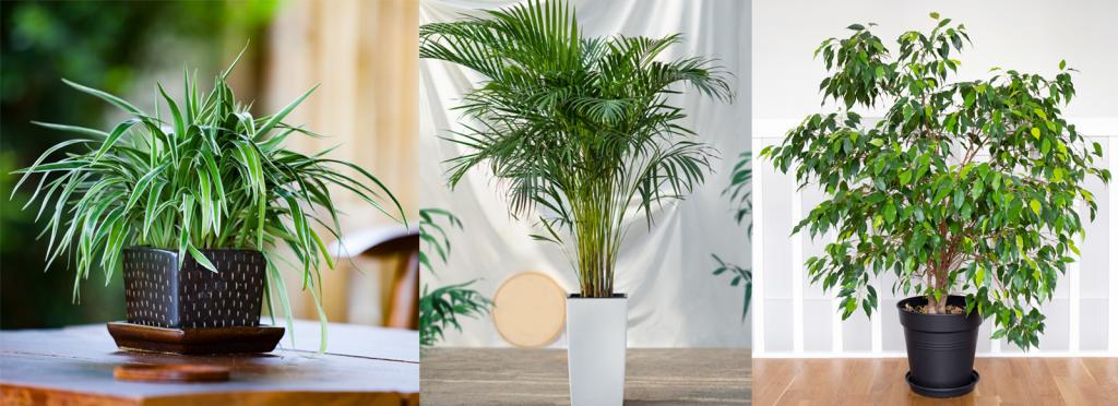 Air Purifying Plants