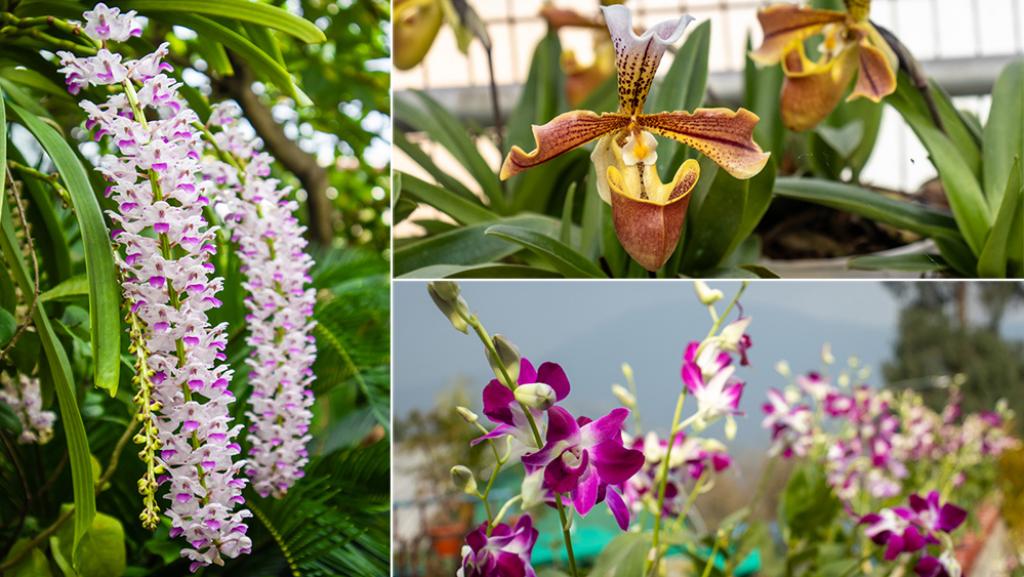 The Fascinating World of Orchids