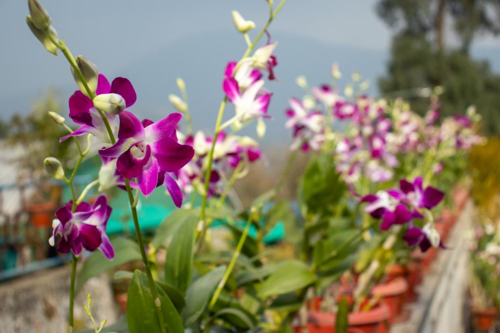 Dendrobium Nobile, the state flower of Sikkim