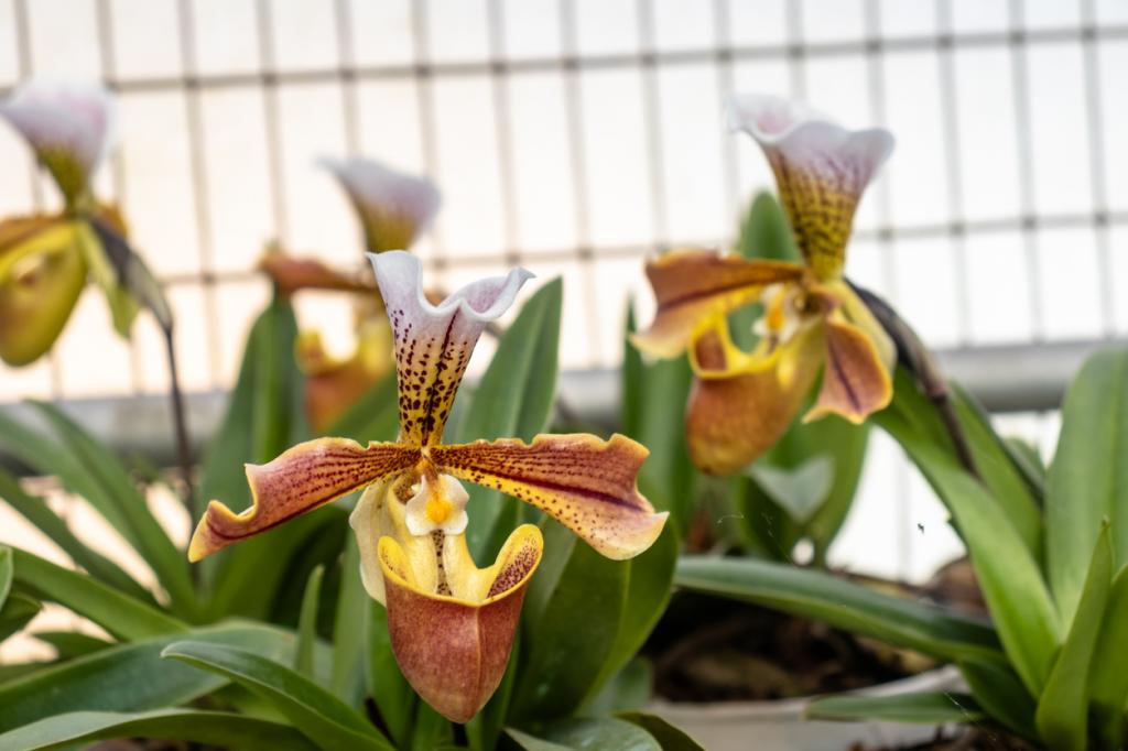 Paphiopedilum insigne, the state flower of Meghalaya, an exotic and rare orchid species admired for its unique pouch-shaped bloom and vibrant patterns