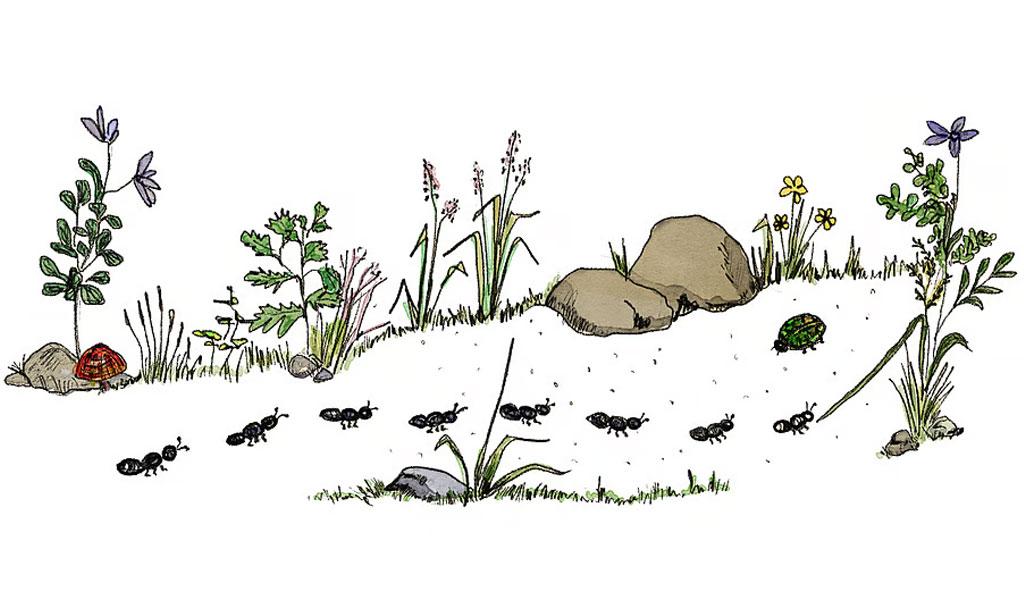 On Relating With & Learning From Nature