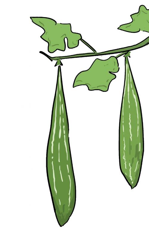 The Odd-shaped Gourd