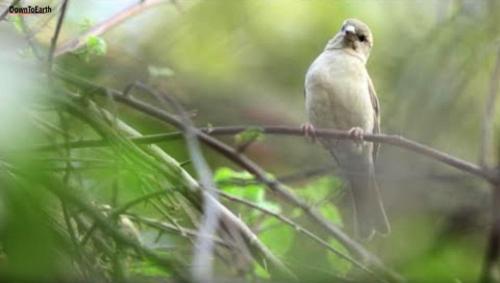 Save the Sparrows: How to Build a Nest With Rakesh Khatri