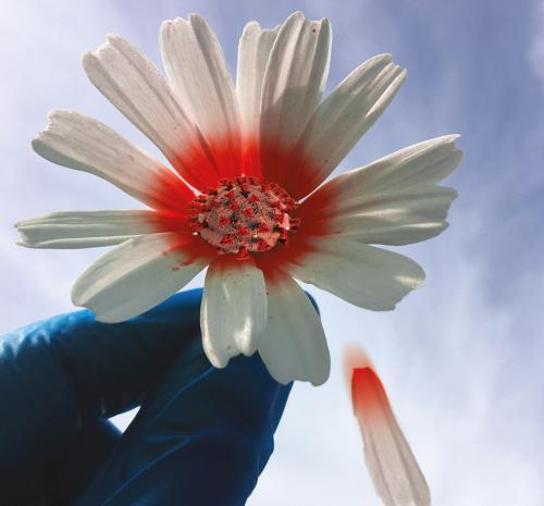 It'll Catch Me... It'll Catch Me Not