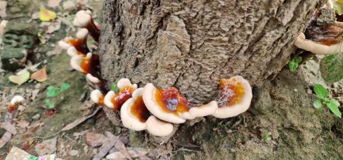 The Importance of Being Fungi