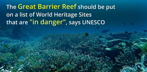 The Great Barrier Reef should be Listed in 'Danger,' UNESCO says
