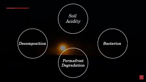 Can Plants Flower in Antarctica?