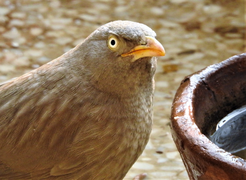 The Angry Bird
