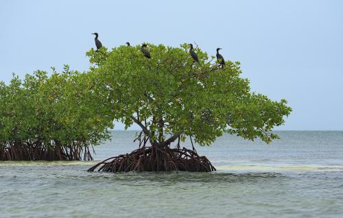 Combating Triple Planetary Crisis through Mangroves
