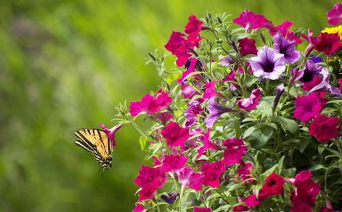Spring’s Fluttering Wonders: Butterfly Conservation for a Greener Tomorrow