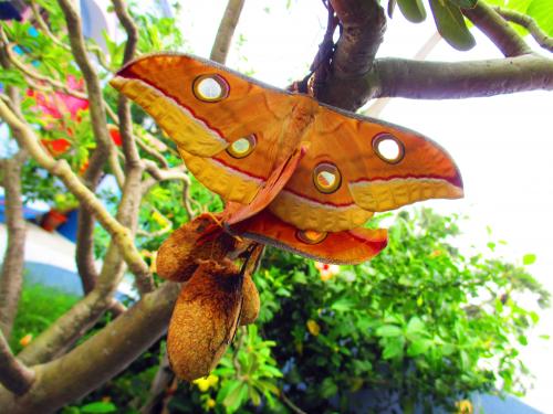 Mystical Moths: Nature’s Hidden Gems