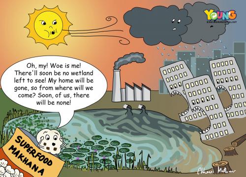 Wetland Woes!