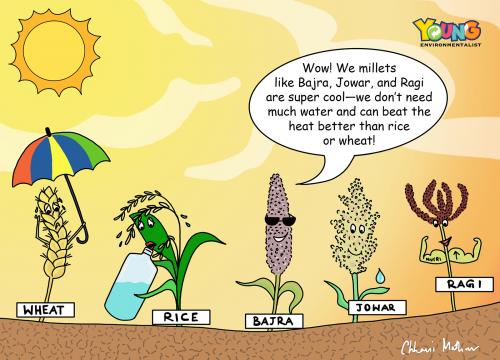 The Super Cool Millets