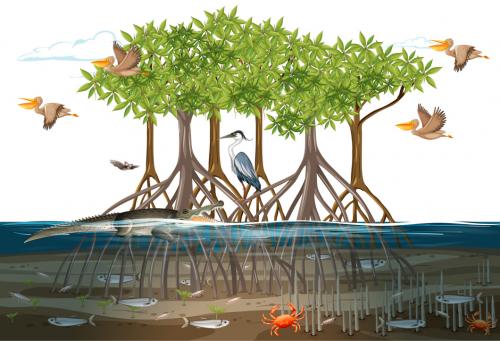 Mangroves: Nature’s Coastal Guardians