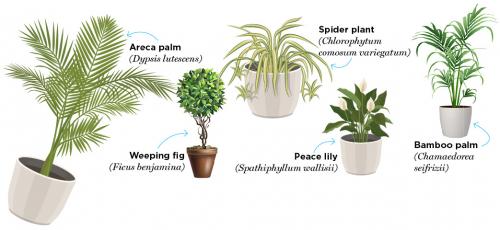 Air-Purifying Plants: Your Indoor Superheroes