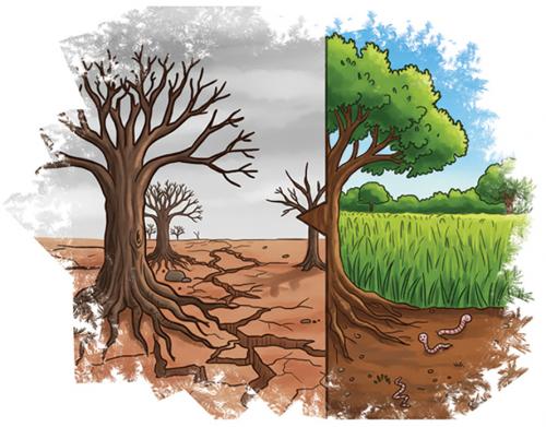 Be a Soil Steward and Discover Soil’s Magic