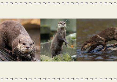 Otters of India
