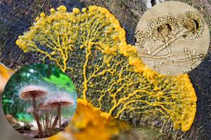 Some Interesting Moulds that You  Should Know