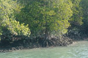 Mangroves: Nature’s Coastal Guardians