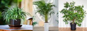 Air-Purifying Plants: Your Indoor Superheroes