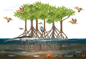 Mangroves: Nature’s Coastal Guardians