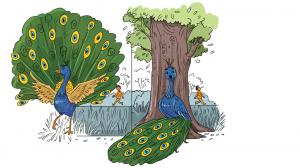 The Peacock’s Changing World