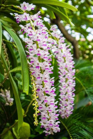 Foxtail Orchid (Rhynchostylis retusa), the state flower of Assam and Arunachal Pradesh